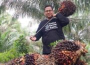 Harga Sawit Riau Naik, Pekebun Umur 9 Tahun Nikmati Rp3.667 per Kg