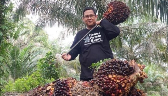 Harga Sawit Riau Naik, Pekebun Umur 9 Tahun Nikmati Rp3.667 per Kg