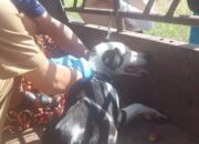 Pemkot Pekanbaru Targetkan 70 Persen Hewan Penular Rabies Divaksinasi