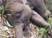 Anak Angkat Kapolda Riau “Tari” Mati di Kawasan TNTN