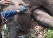 Bangkai Anak Gajah Tari Akan Dimakamkan di Habitat Aslinya