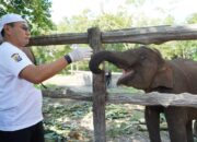 Anak Angkatnya Mati, Kapolda Riau Merasa Kehilangan Kepergian Gajah Tari