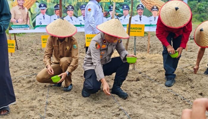 Wujudkan Swasembada Pangan, Polsek LBJ Tanam Jagung di Lahan 10 Hektare