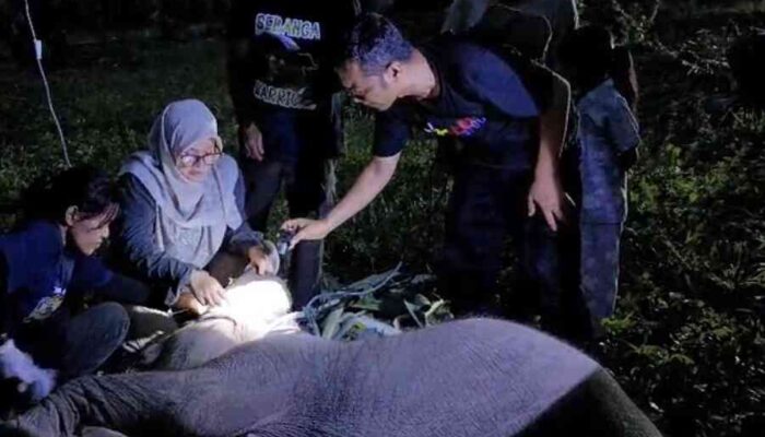 Anak Gajah Mati di Bengkalis, BBKSDA Riau Lakukan Nekropsi