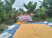 Polsek Tenayan Raya Panen Jagung Dukung Swasembada Pangan di Pekanbaru