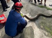 Heboh, Warga Temukan Ular di Pemukiman Rumah Warga