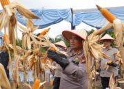 Brimob Polda Riau Turun ke Sawah, Dampingi Kapolda Panen Raya Jagung di Kampar