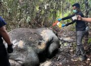 Polres Pelalawan Selidiki Kematian Gajah Sumatra di Areal PT RAPP