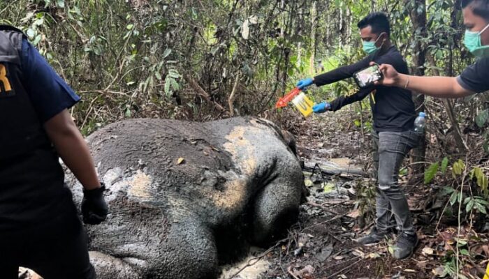 Polres Pelalawan Selidiki Kematian Gajah Sumatra di Areal PT RAPP