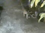 Harimau Sumatera Muncul di Benteng Hulu Siak, BBKSDA Lakukan Mitigasi