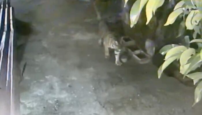 Harimau Sumatera Muncul di Benteng Hulu Siak, BBKSDA Lakukan Mitigasi
