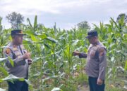 Polsek Sukajadi Cek Jagung Pipil, Panen Diprediksi Akhir Juni