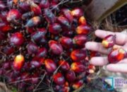 Harga TBS Sawit Riau Periode 13-19 Mei 2026 Naik Tipis, Ini Rinciannya