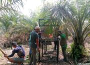 BBKSDA Riau Pasang Kandang Jebak Usai Warga Pelalawan Diserang Beruang Madu