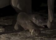 Anak Gajah Sumatera Lahir di TNTN, 20 Menit Kemudian Sudah Bisa Berdiri